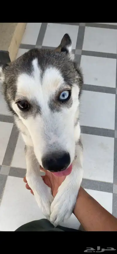 كلب هاسكي ميلانو ( انثى ) index