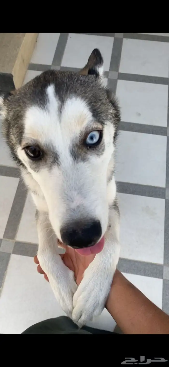 كلب هاسكي ميلانو ( انثى ) 1