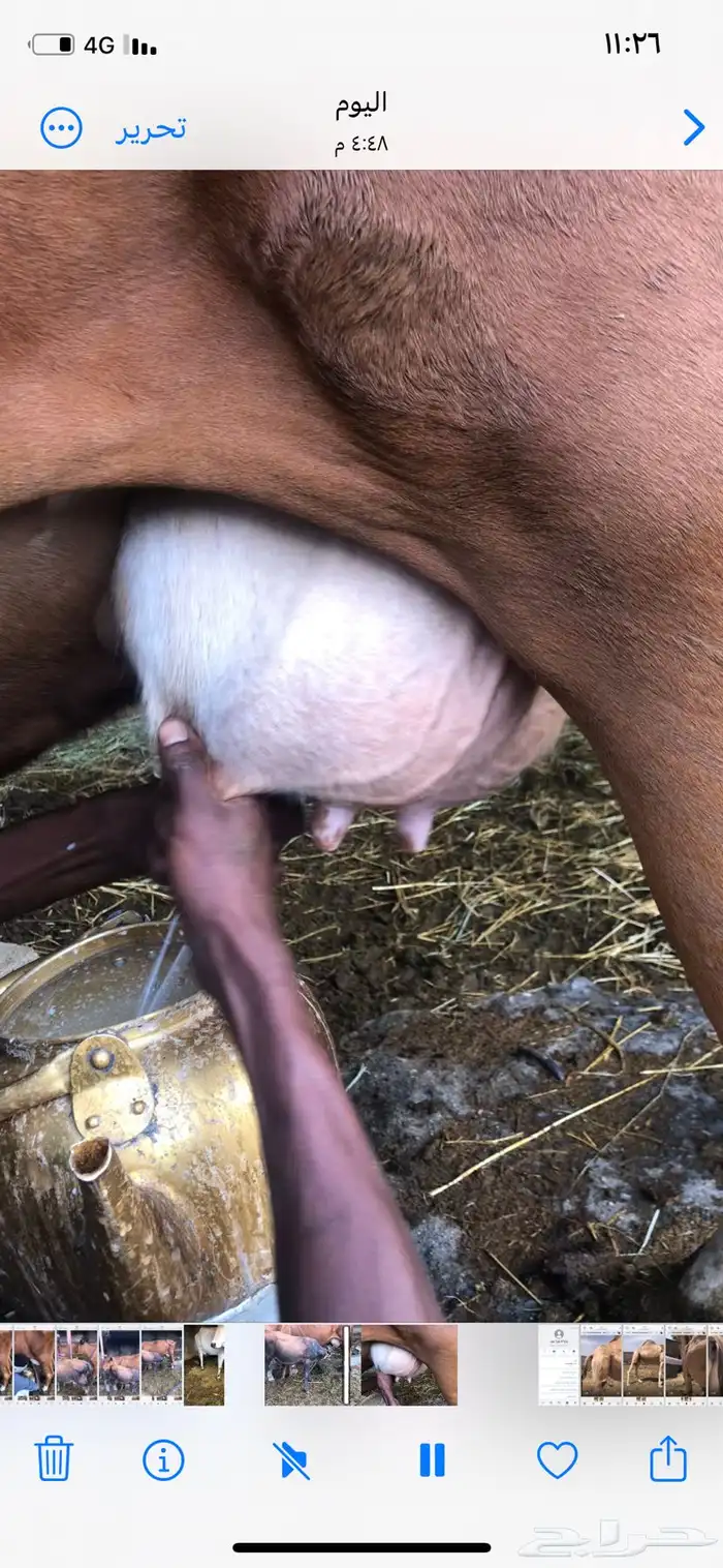 بقره منيح هادئة تحتها حسيل 1