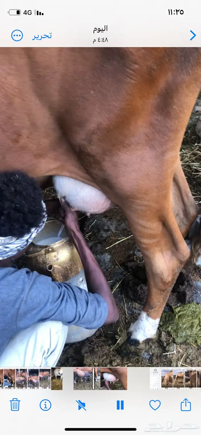 بقره منيح هادئة تحتها حسيل 2