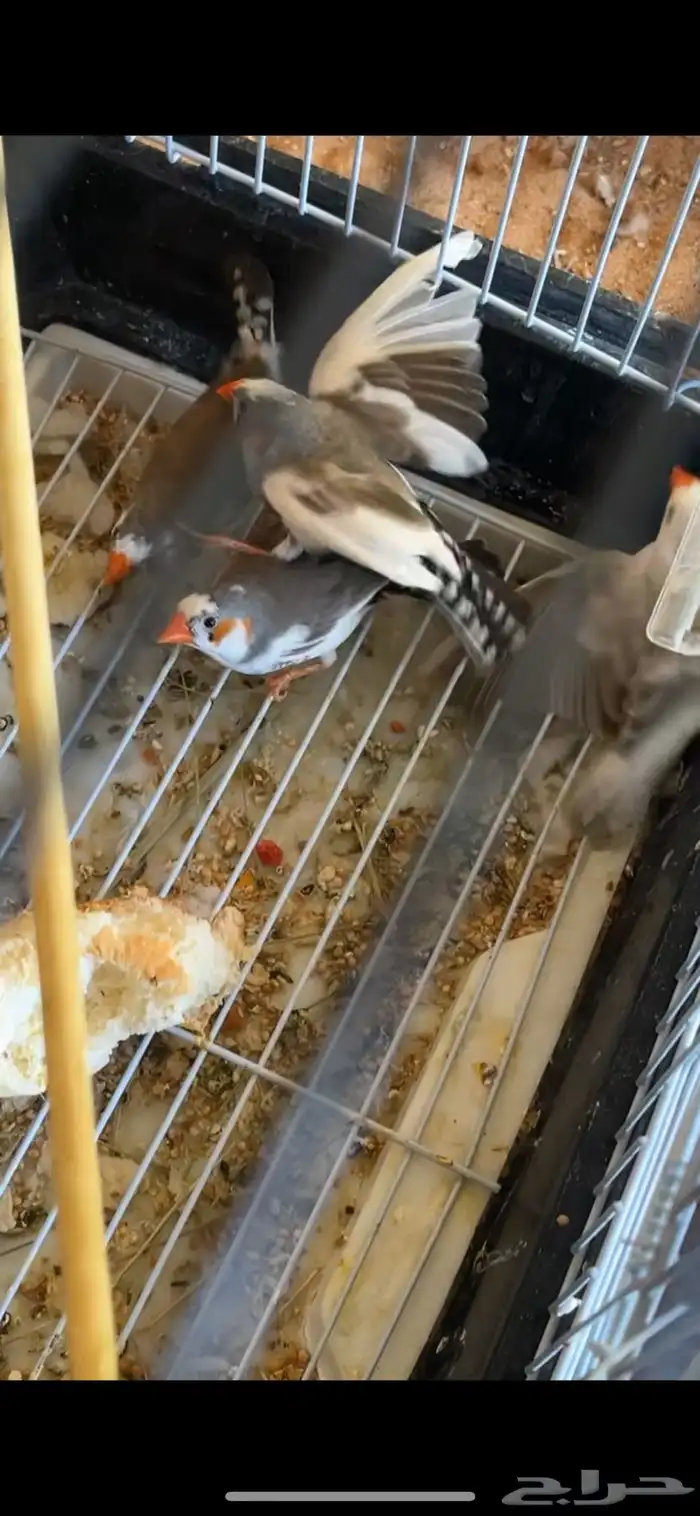 زيبرا طفره 1