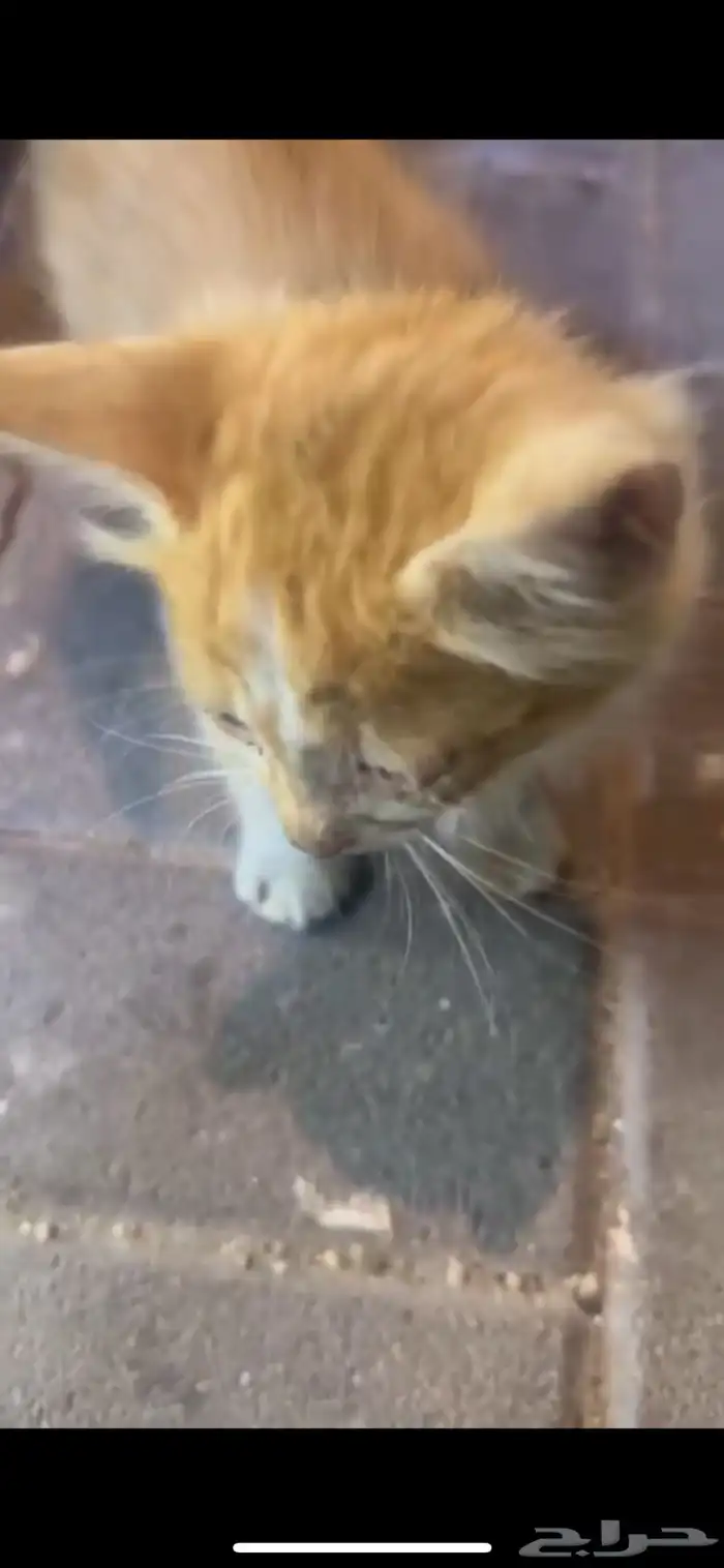 قطه صغيره أليفه بعمر الشهرين 1