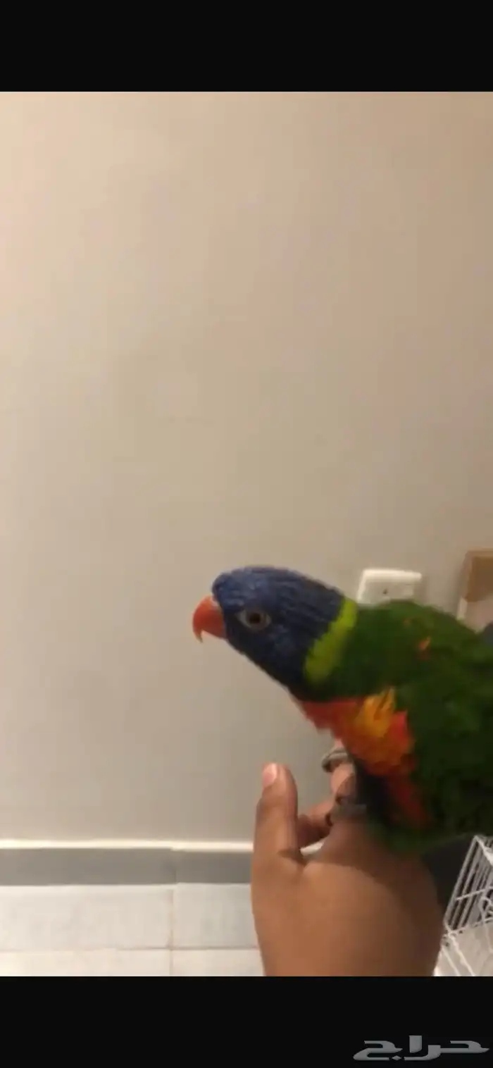 ببغاء لوري 0