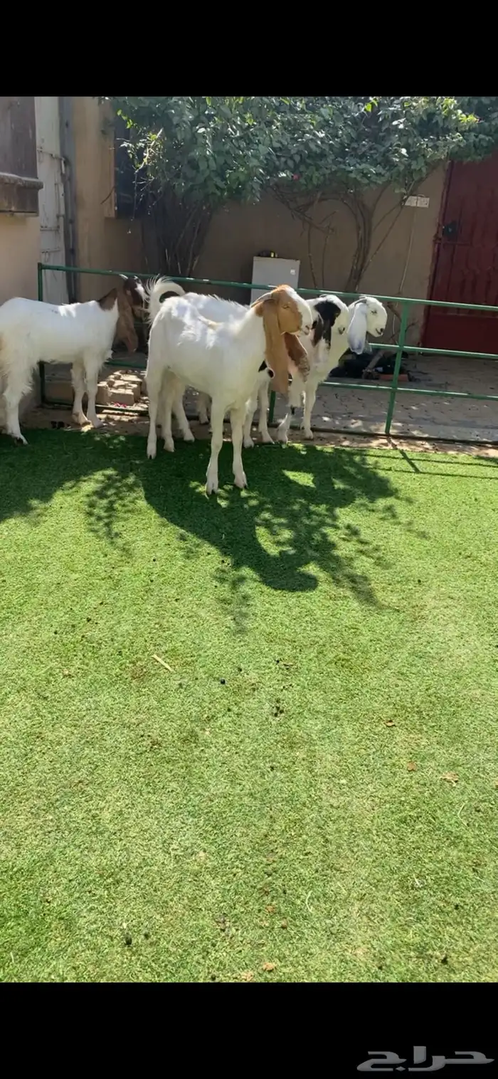 جذعات مطورات مشاريك 1