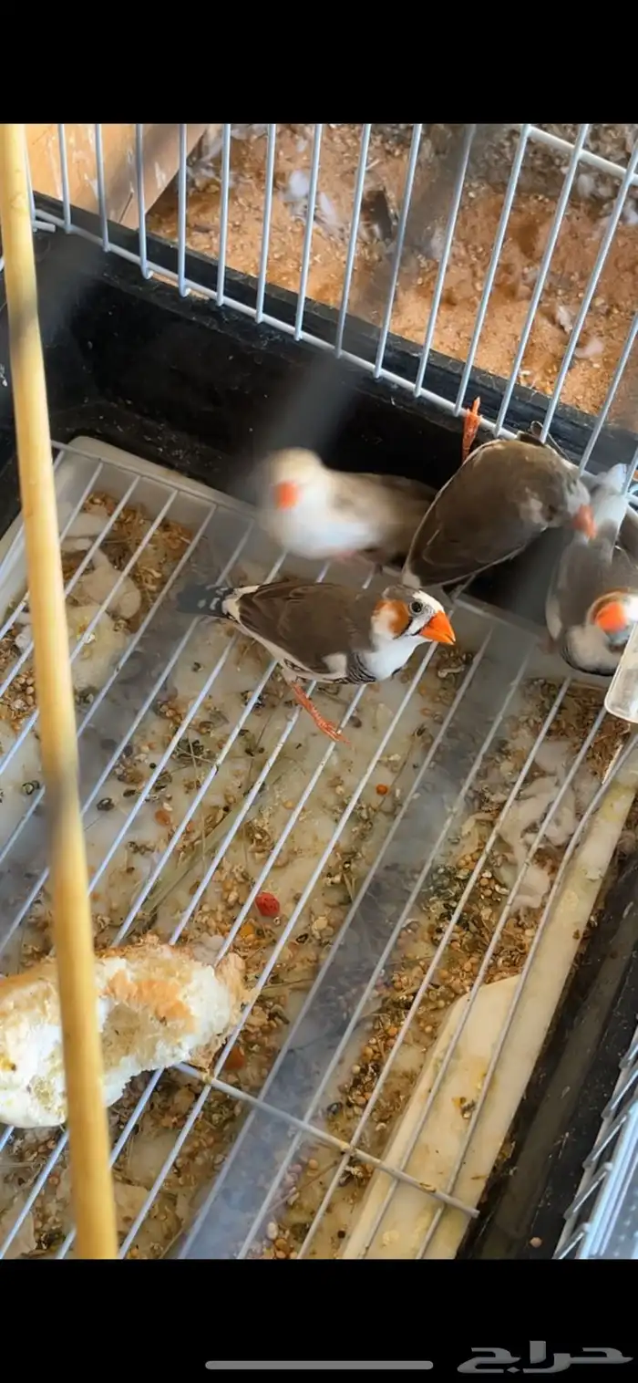 زيبرا طفره 3