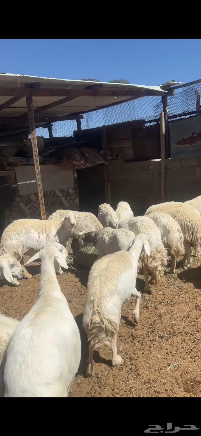 غنم مراح دفيع وخلفات 0