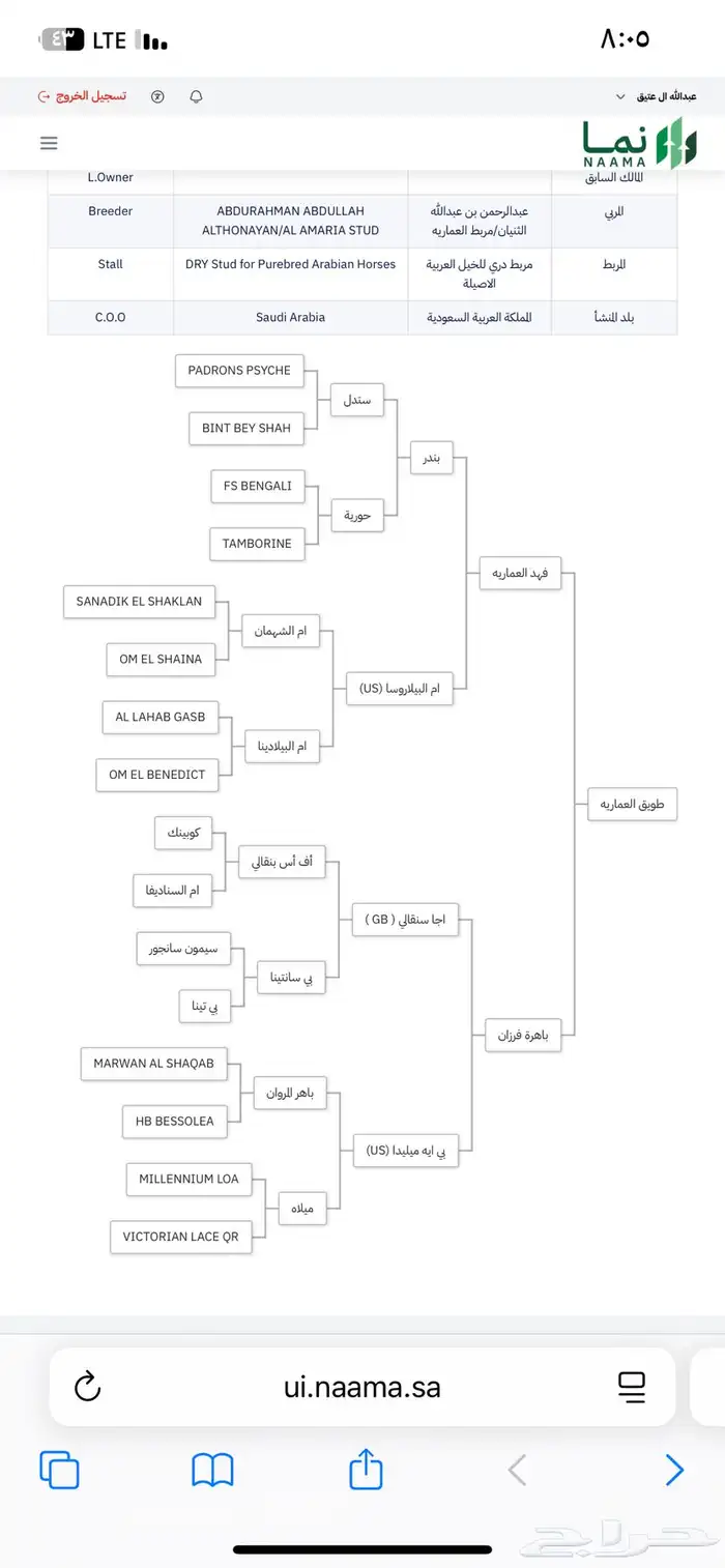 حصان من نوادر انتاج خيول الملك عبدالله 4