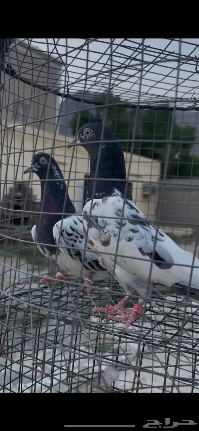 حمام باكستاني 1