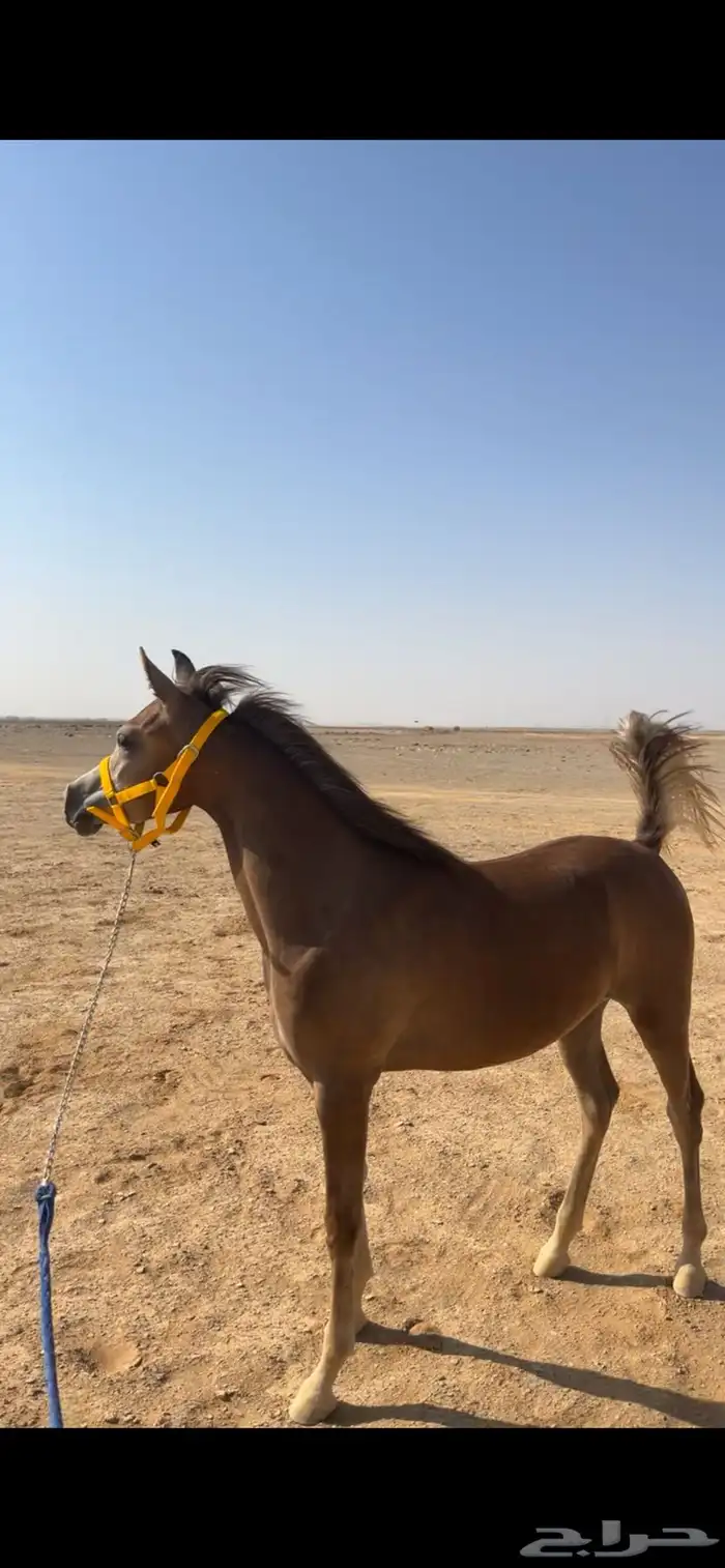 مهره شعبيه شيخه 0