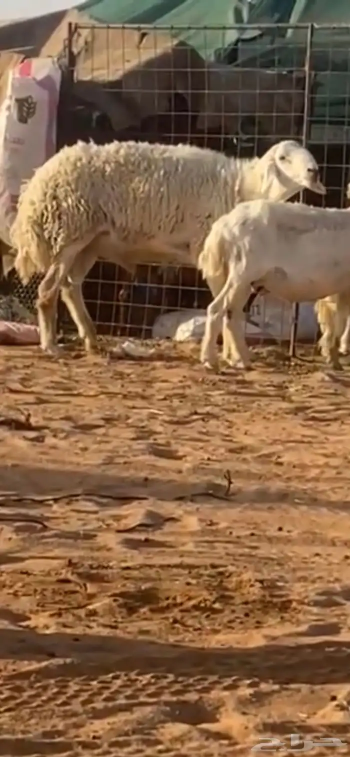 خروف فحل للبيع رباع 0