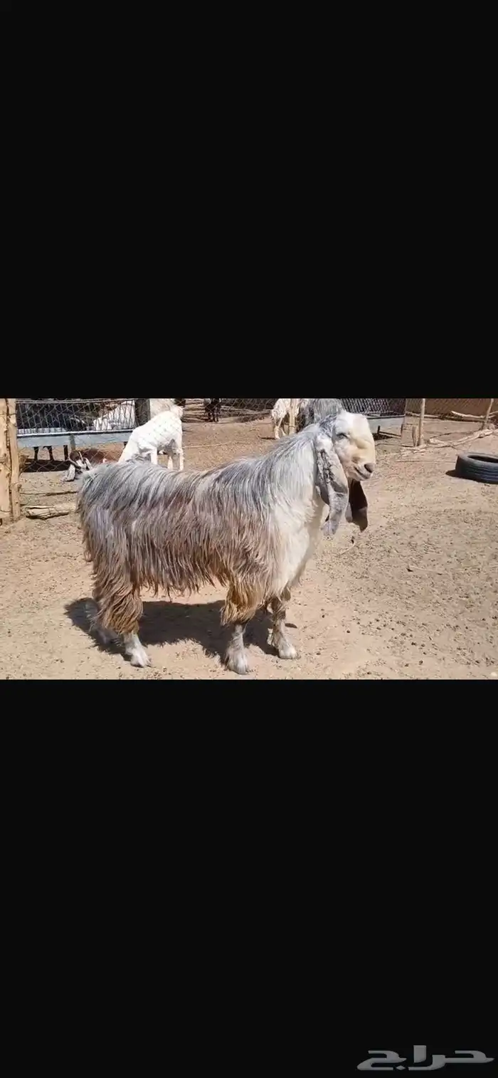 فحل تيس فاخر 0