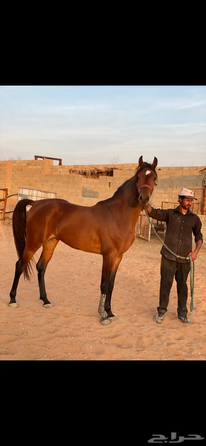حصان من نوادر انتاج خيول الملك عبدالله 0