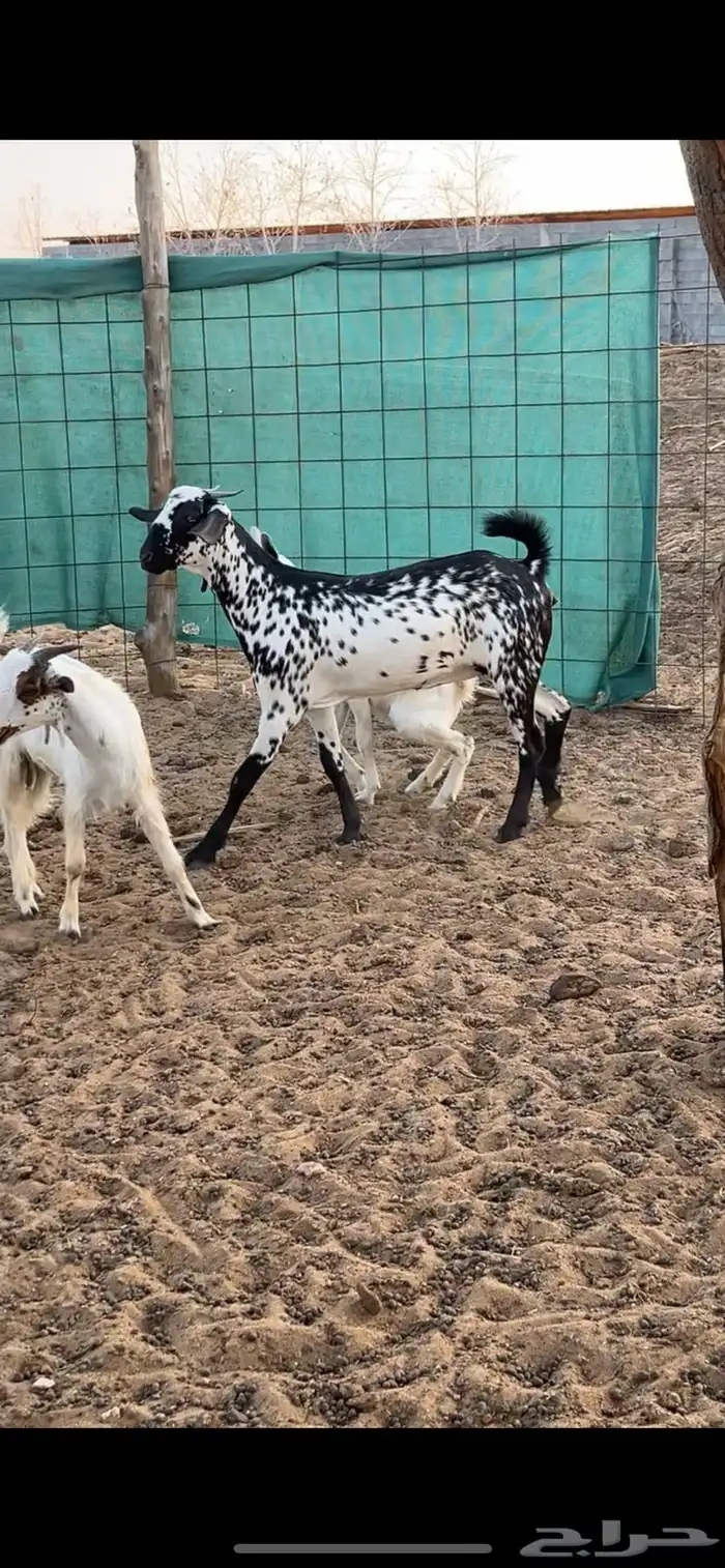 جفرة بيشيه صنف 3