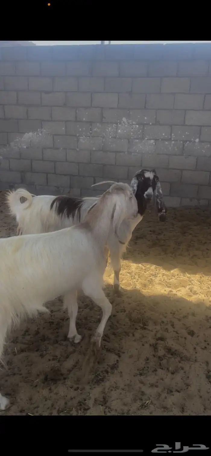 معزاء صفر 2