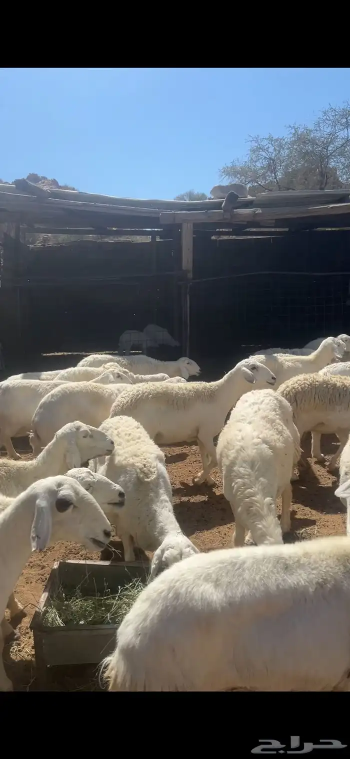 غنم مراح دفيع وخلفات 2