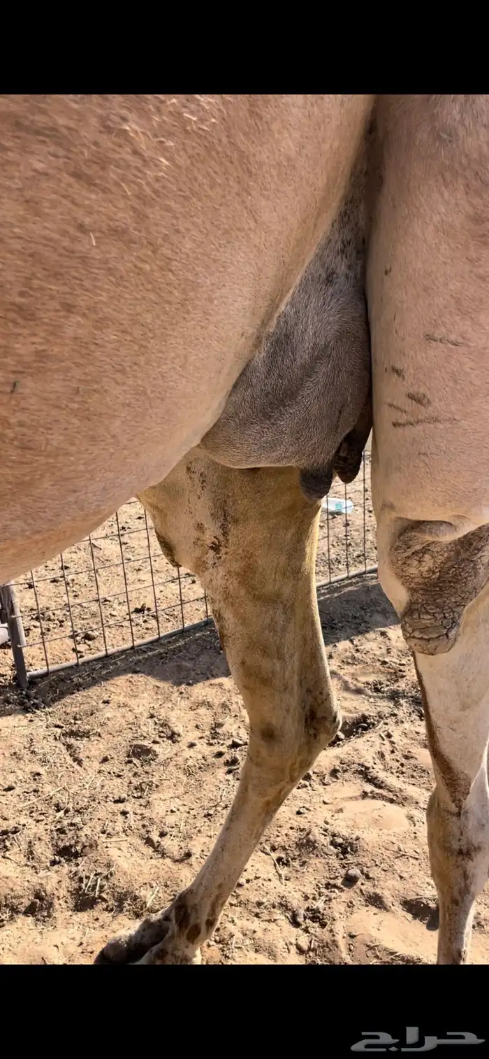 حمرا ملاقي رحول 2