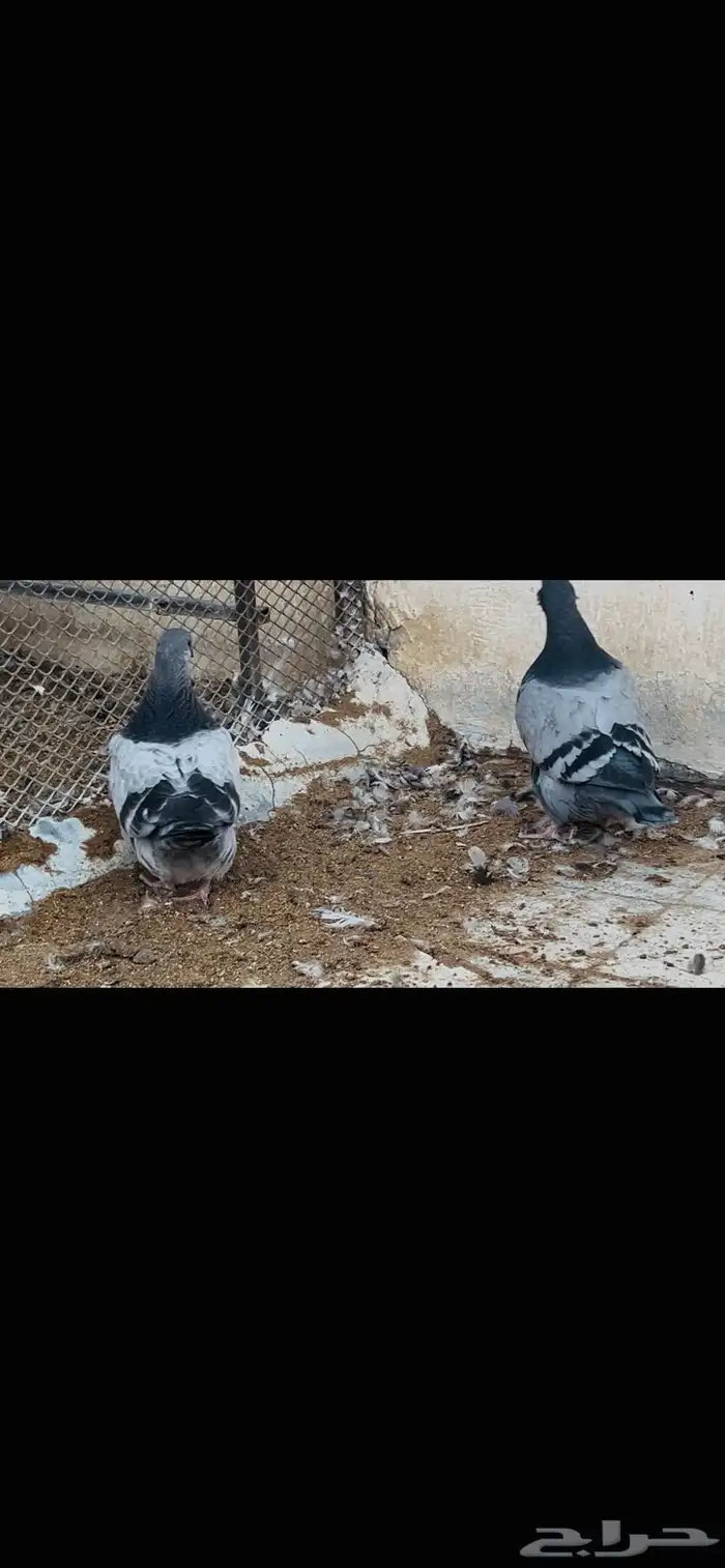 طبات فرش top 3