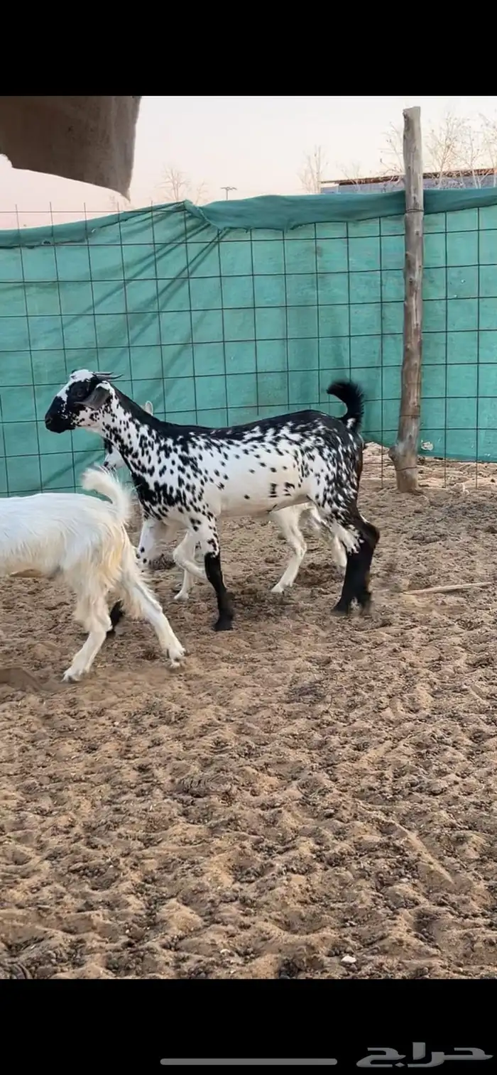 جفرة بيشيه صنف 1