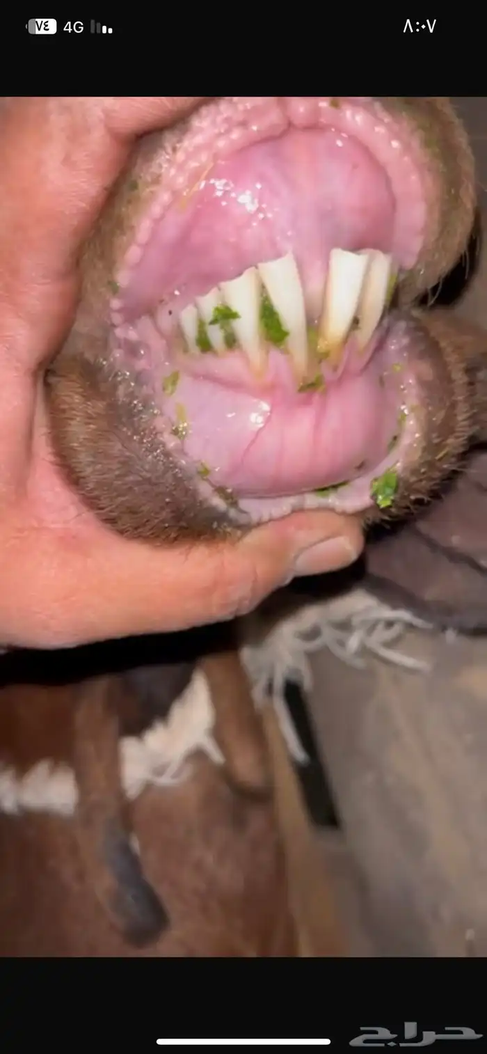 للبيع عنز مصريه كفو دافع شرط على السونار ( تم البيع ) 3