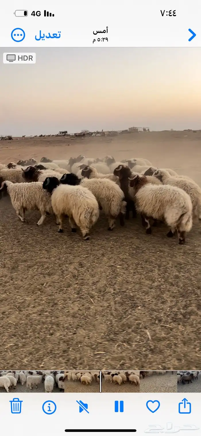 للبيع بهم نعيم جذعان خروف صافي 0