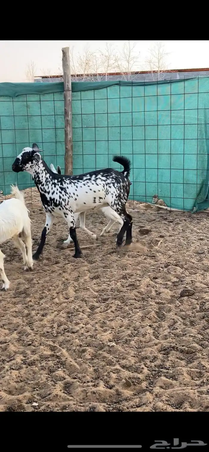 جفرة بيشيه صنف 6