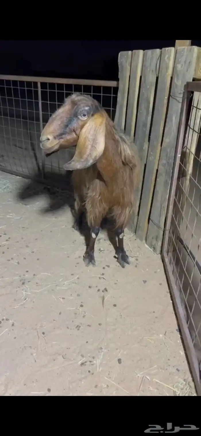 للبيع عنز مصريه كفو دافع شرط على السونار ( تم البيع ) 1