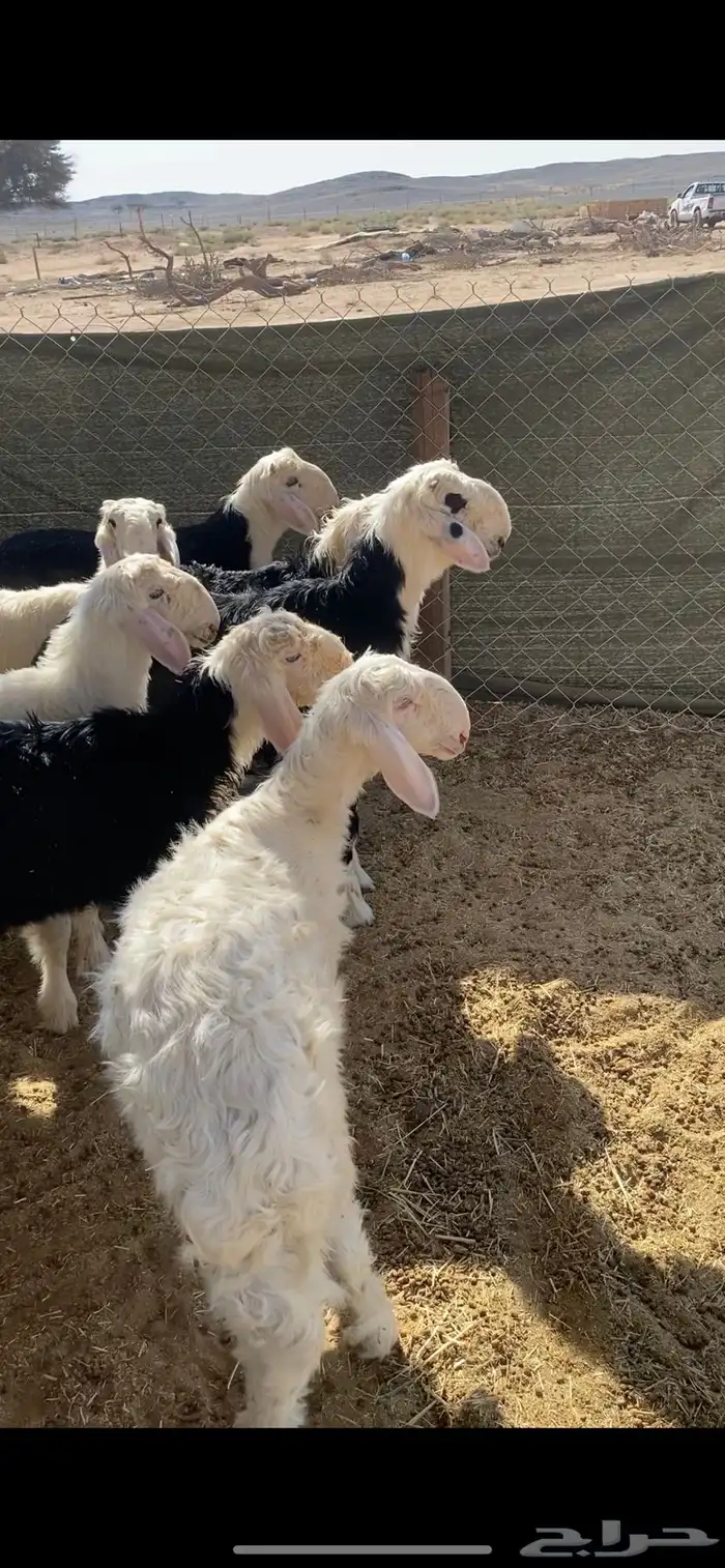 بهم نجد للبيع طليان نجد تم البيع 0