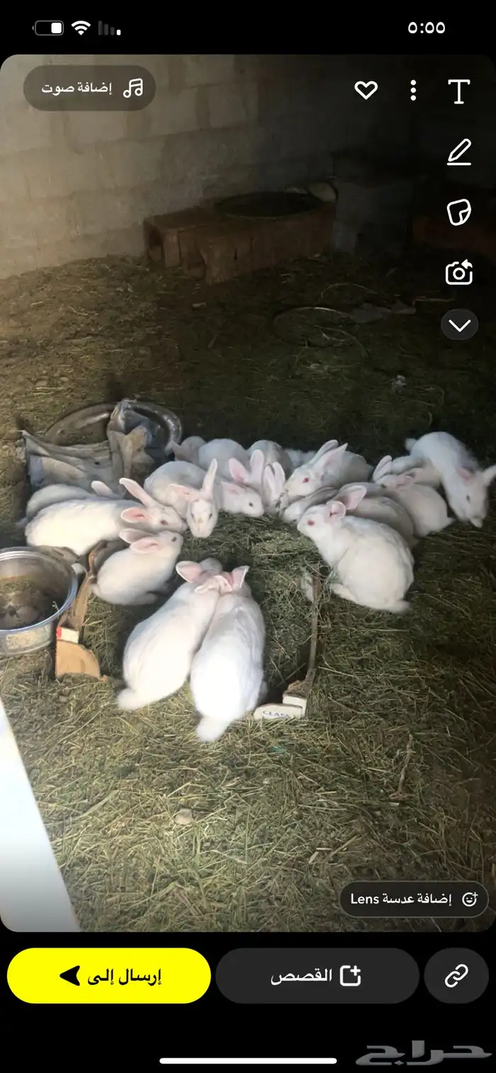 ارانب للبيع 0