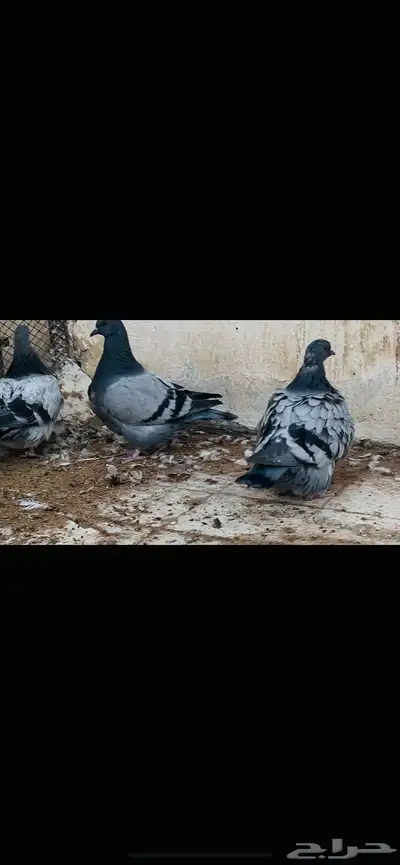 طبات فرش top index