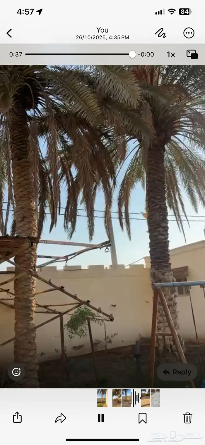 نخل طويل مستغنى عنه 5