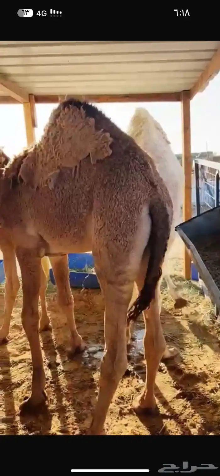 قعدان فوااخر مفاريد وعلى حليب 4