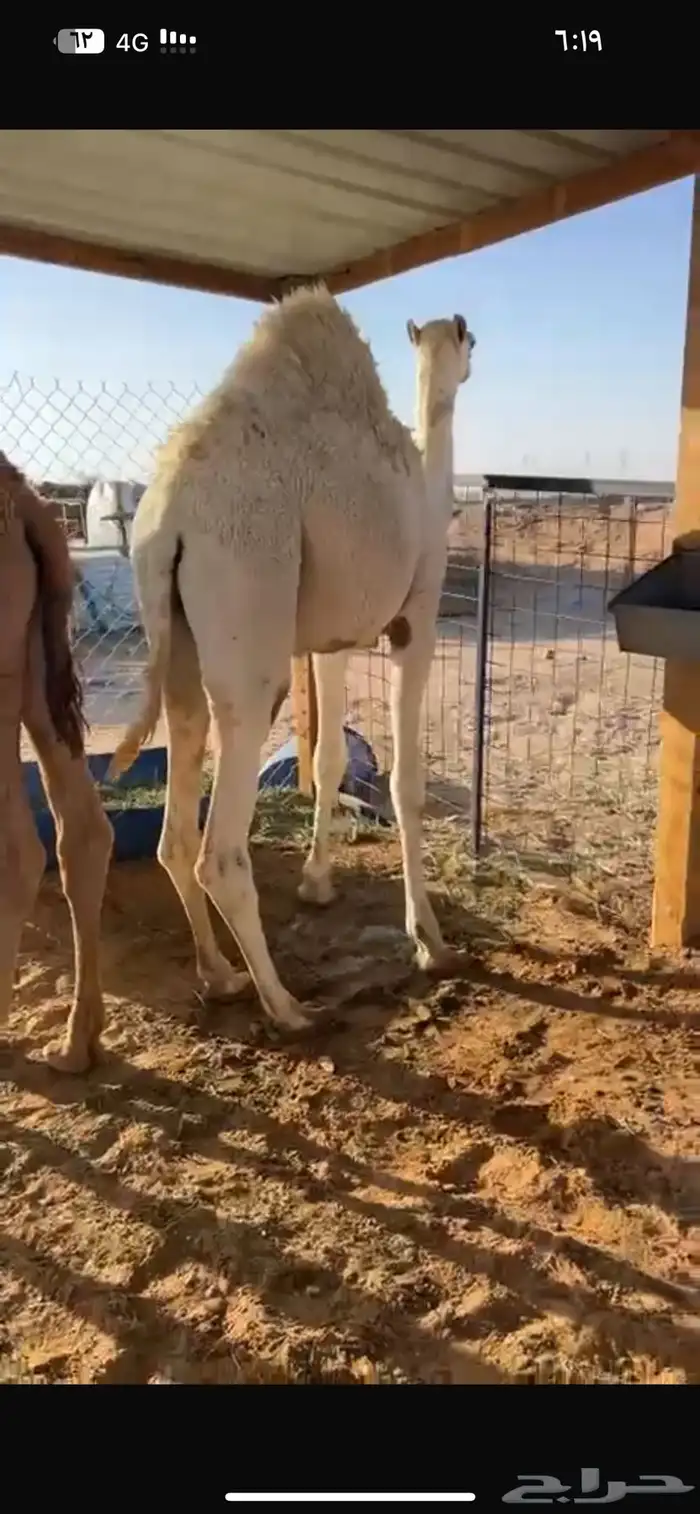 قعدان فوااخر مفاريد وعلى حليب 2