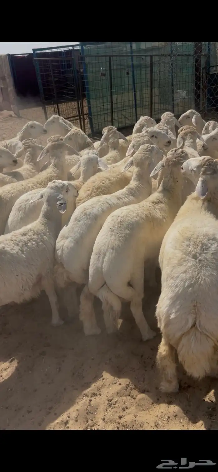 نعيم جبر ناهي ووسط كفو وحريات جبر ووسط كفو 5