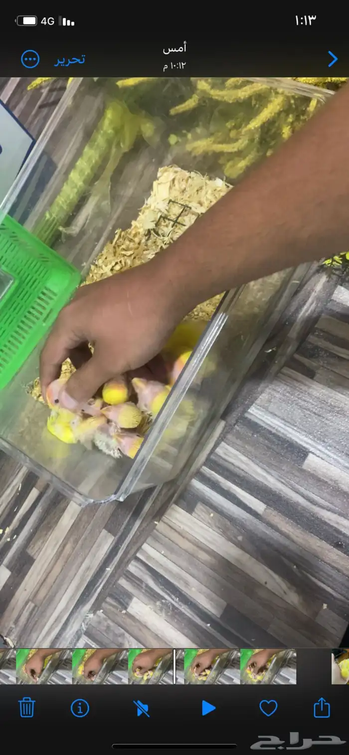 محمية روز لاتينو منتجين 4