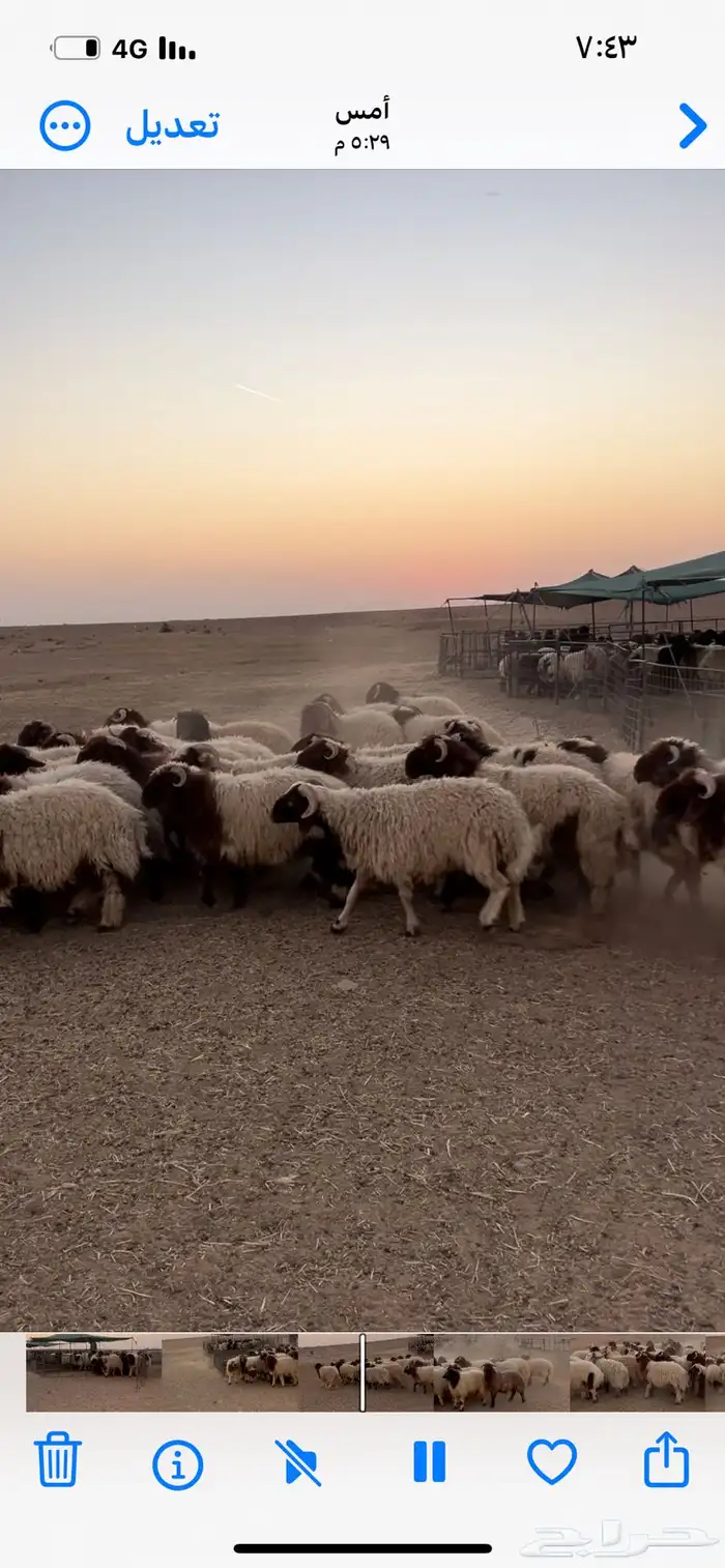 للبيع بهم نعيم جذعان خروف صافي 2