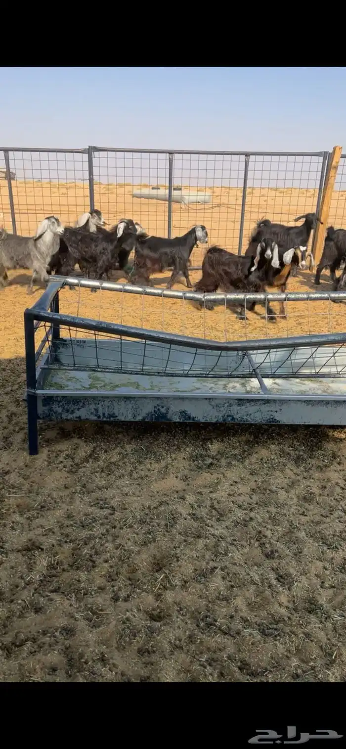 جفار مقنوي وذباح 2