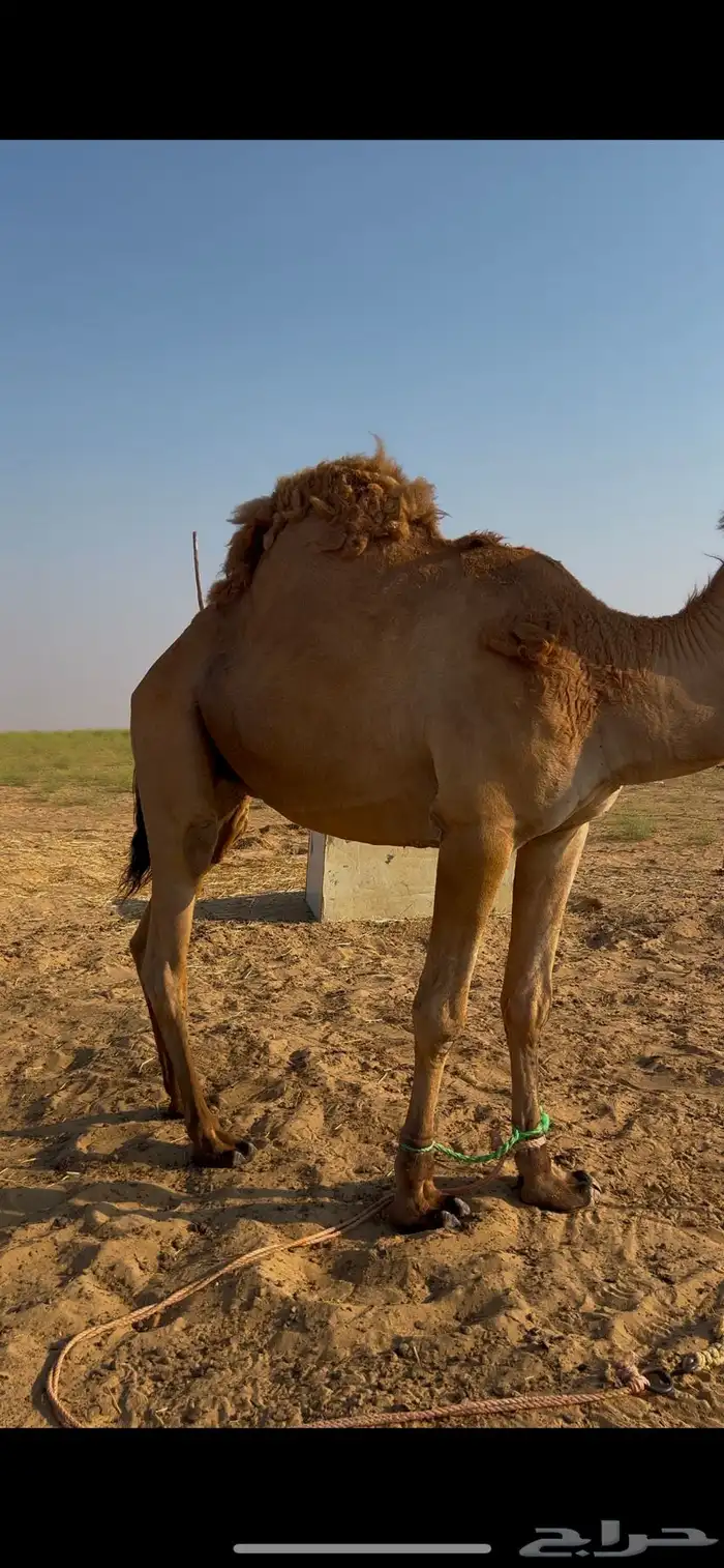 للبيع فحل ساحلي داخل رباع مشروط 0