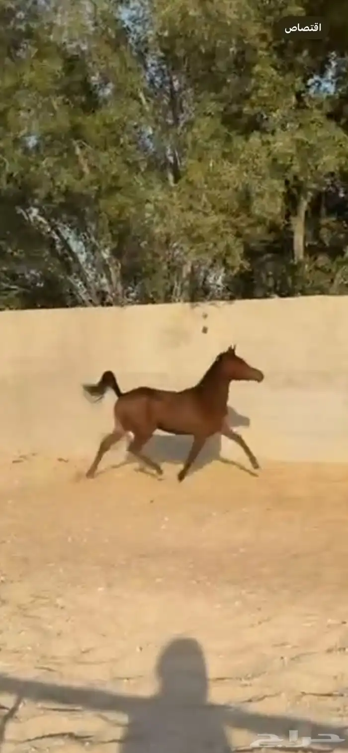 مهره شعبيه تنافس الواهو لعوبه 3