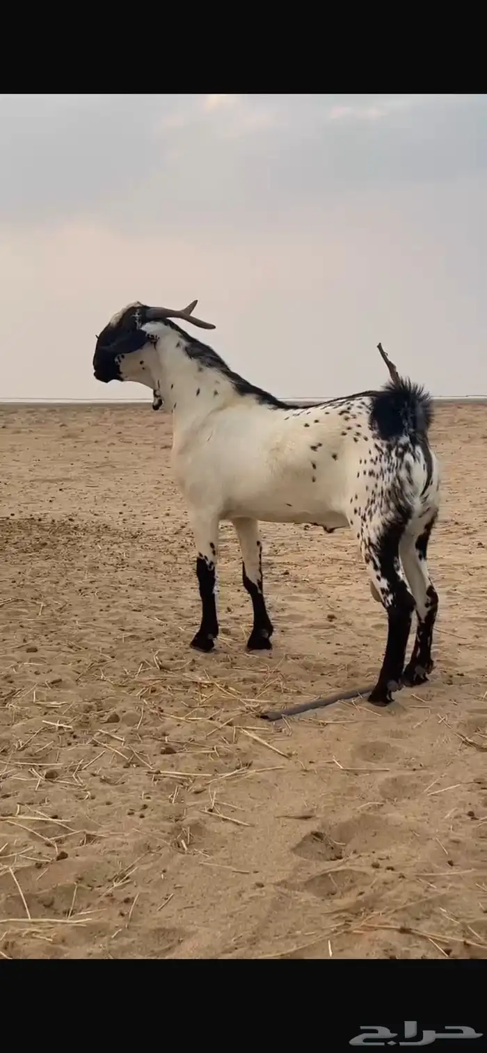جفره بيشيه صنف الصنف 3