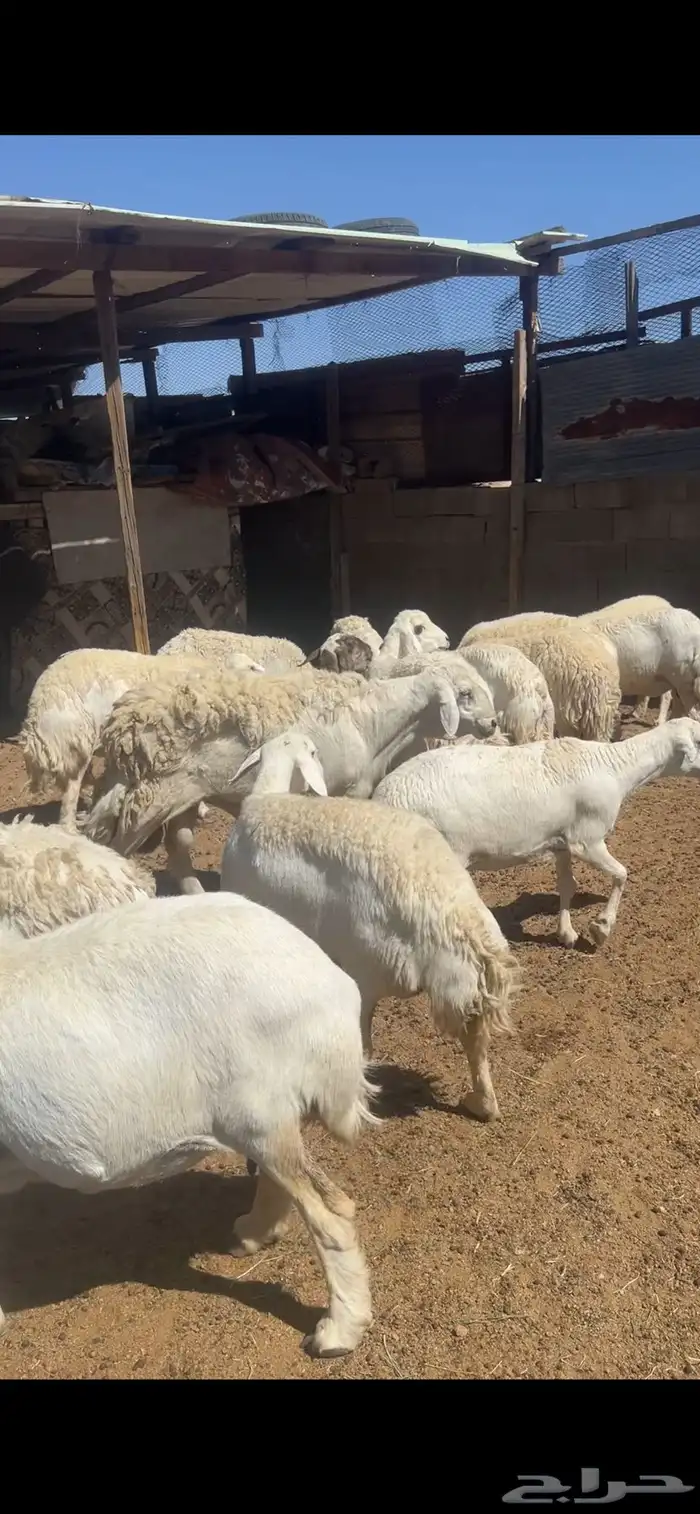 غنم مراح دفيع وخلفات 4