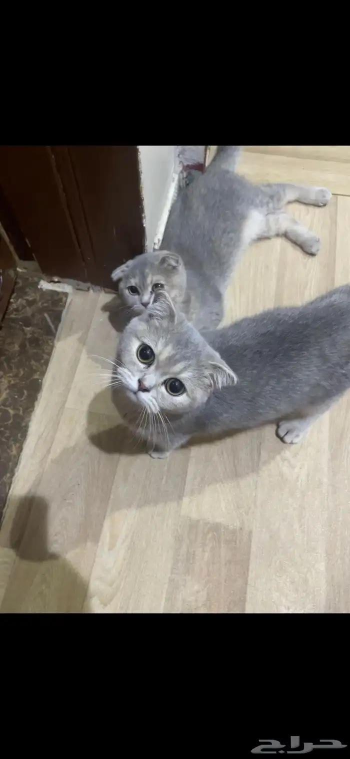 سكوتش فولد للبيع او البدل 2