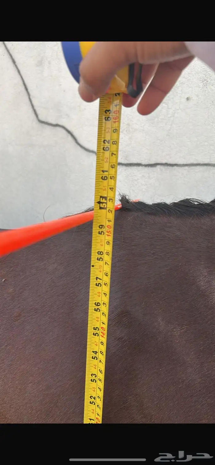 احصان ركوب 4