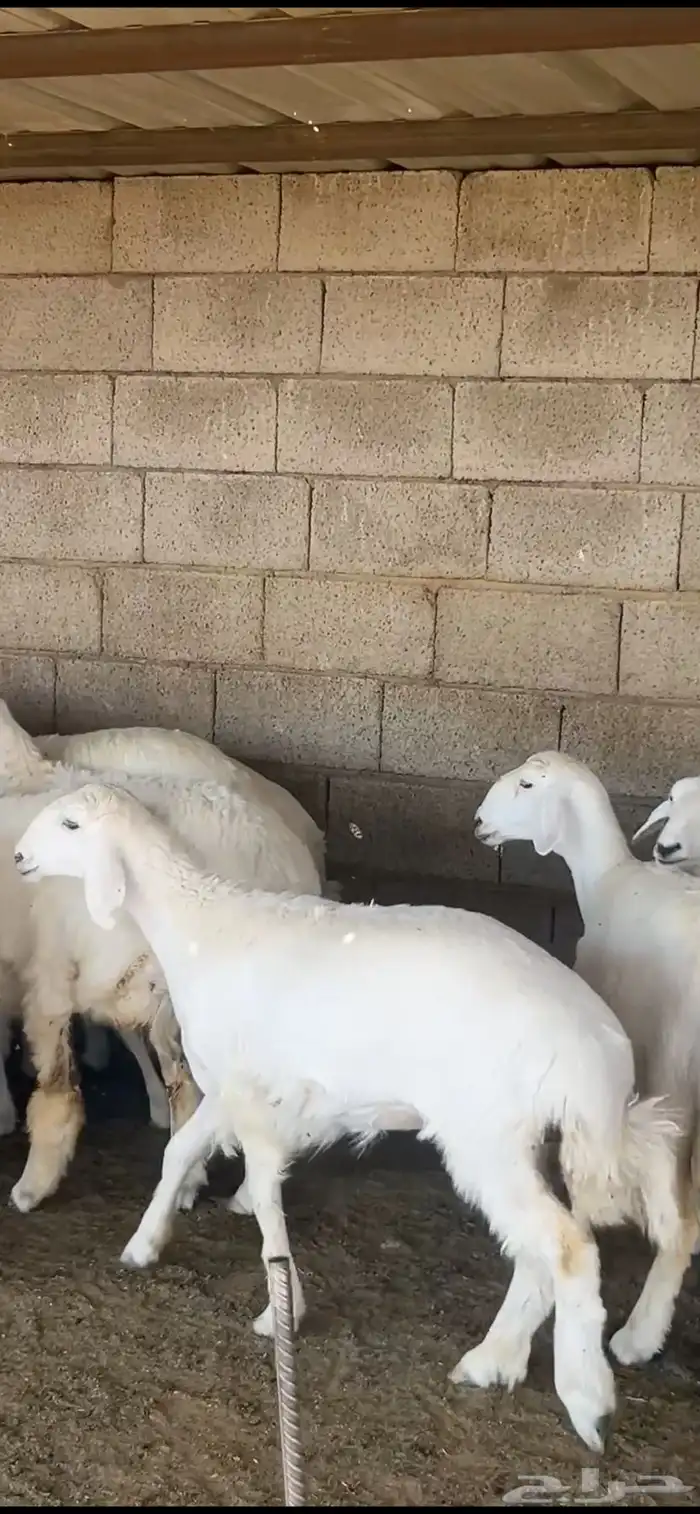 رخال صنف فاخر درجه اولى ( تم البيع ) 1