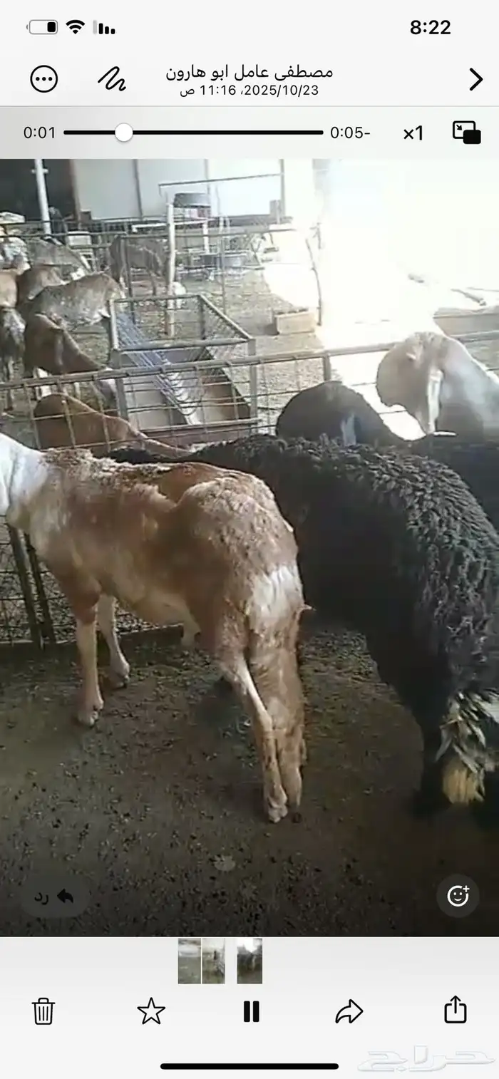 خرفان سواكن جذعان انتاج 1