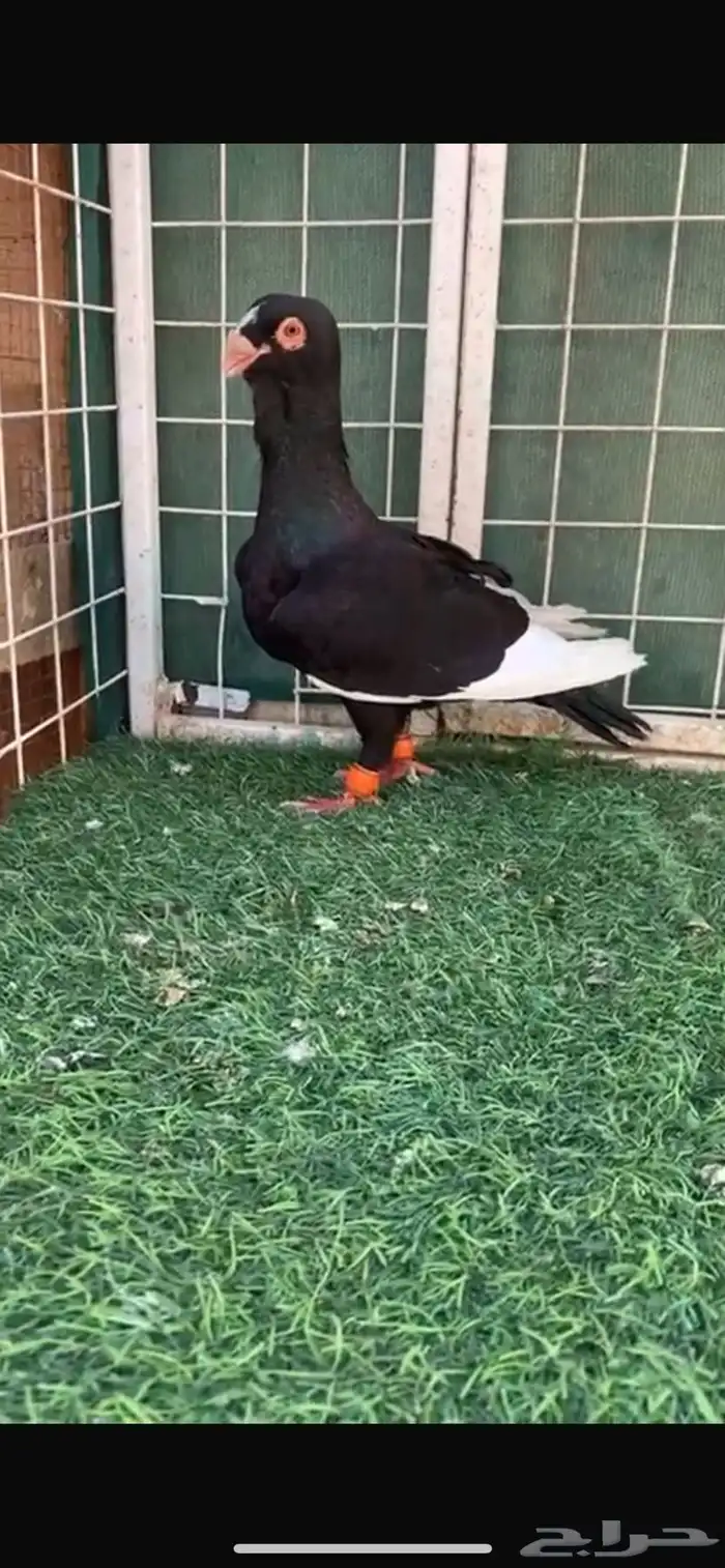 حمام مساويد مسود 1