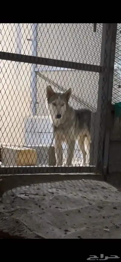 كلب هاسكي اليف جدااا ولعوبب index