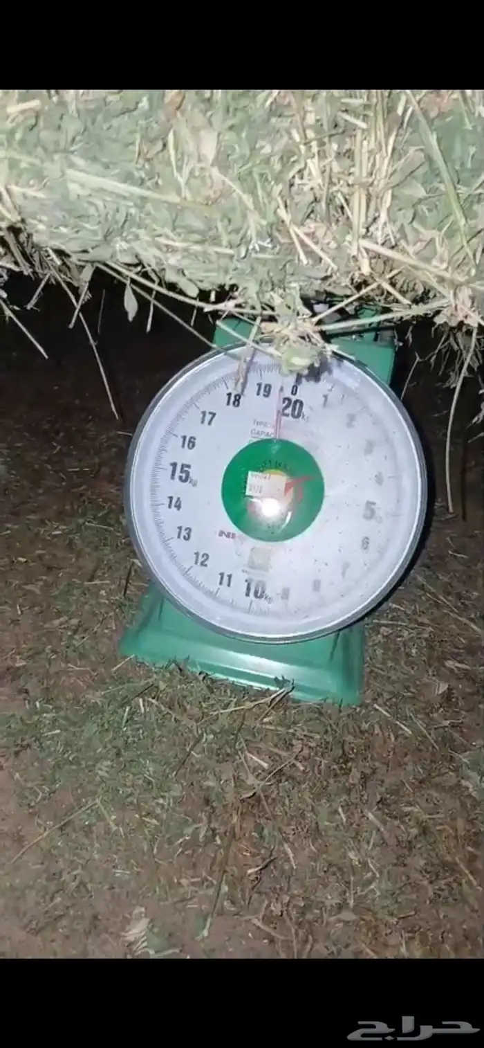 برسيم صافي وشد طيب 2