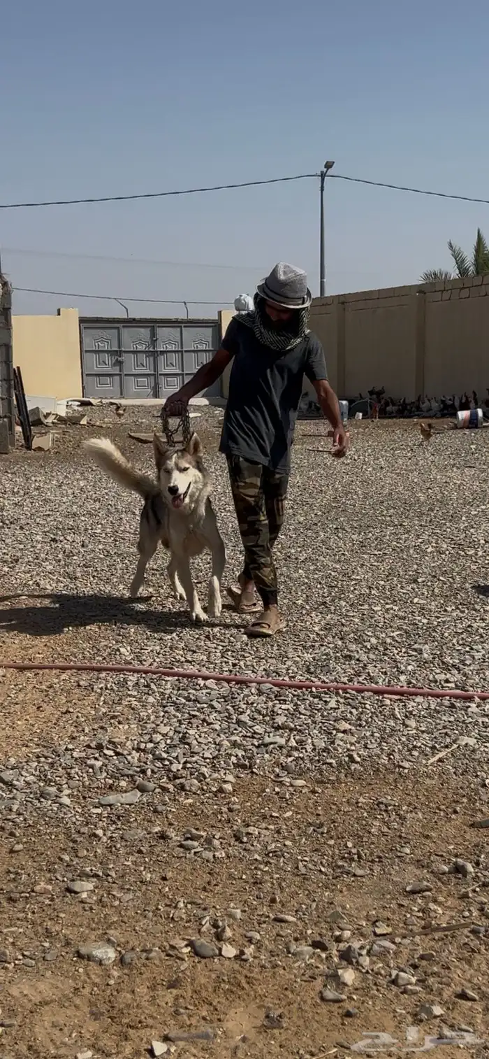 كلب هاسكي اليف جدااا ولعوبب 2