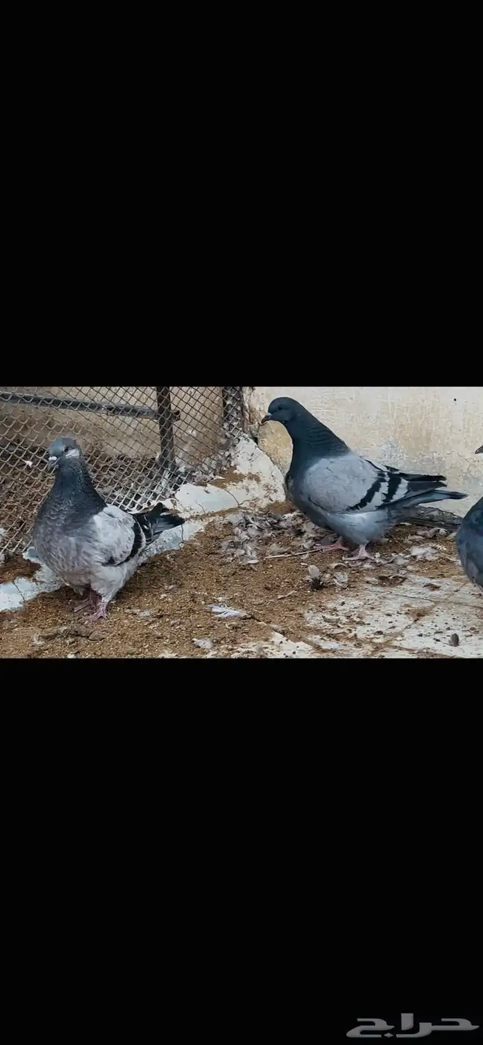 طبات فرش top 4