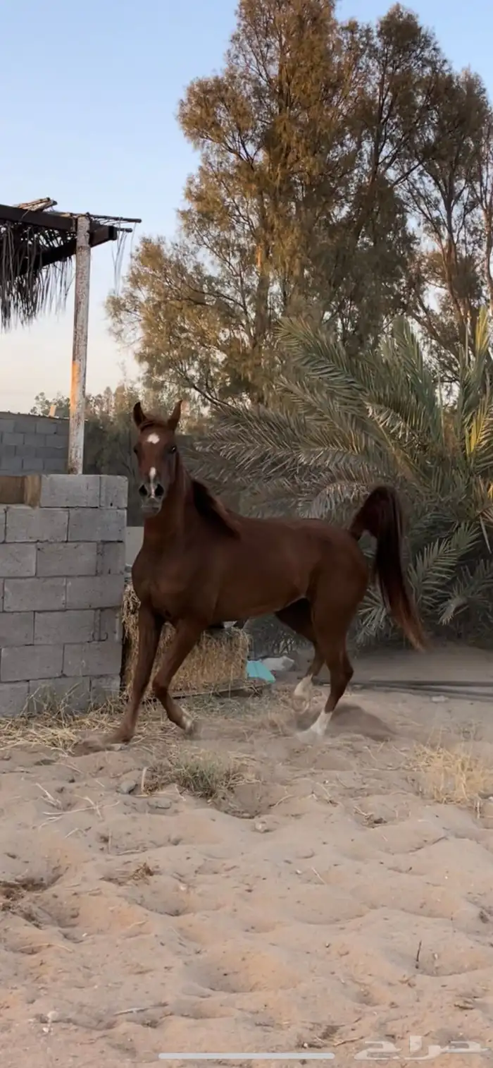 فرس شعبيه شيخه 0